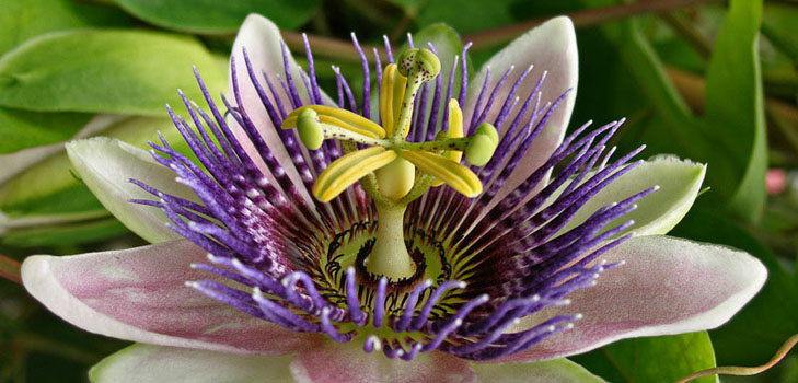 Aplicación de pasiflora en medicina (con foto)
