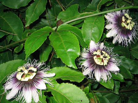 Aplicación de pasiflora en medicina (con foto)