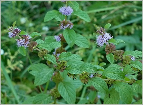 Motherwort en el embarazo