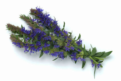 Hierba de hisopo: propiedades medicinales, aplicación en medicina