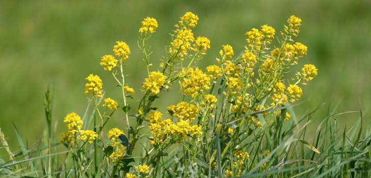 Grass, un arenque medicinal: foto, aplicación, recetas