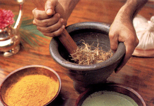 Grass, un arenque medicinal: foto, aplicación, recetas