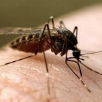 Picadura de mosquito